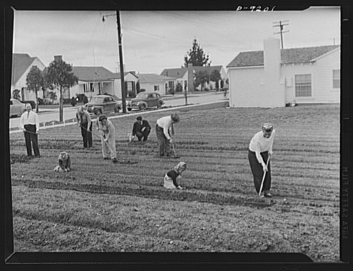 Victory Gardens--for family and country. Sunday morning in many U.S. communities finds all the neighbors getting together for a good workout at the community Victory Garden. Through cooperation of local organizations, thousands of vacant lots in thousands of cities are being transformed into fruitfu
