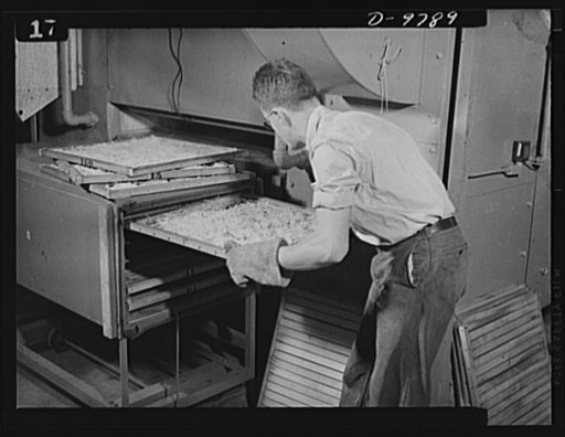 Dehydration. Potatoes. Trays of blanched potatoes are placed on racks which will be rolled into the tunnel-type dehydrator at the Western Regional Research Laboratory in Albany, California