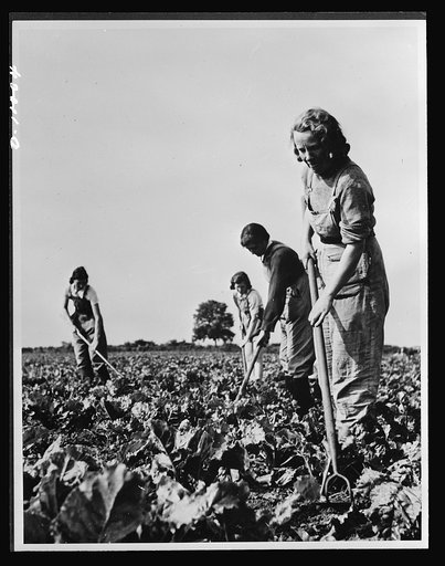 Food in England. Women all over England work regularly every year on the sugar beet crops. Since 50,000 farmers grow sugar beets in Britain they are able to produce a large part of their sugar ration. Britain's farms are organized into field areas, each with a "fieldman" who is liason officer betwee