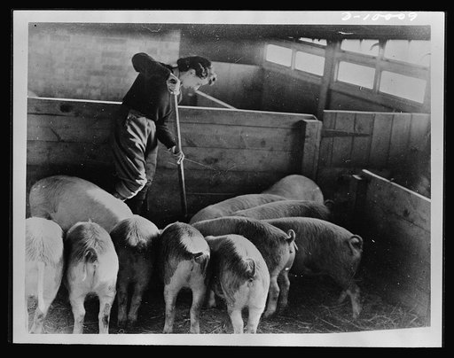 Food in England. A woman in Britain's Land Army clears out a pig-house. Along with many other British women she works on a farm to supply her country with essential food