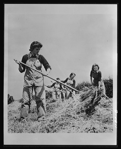 Food in England. The British Women's Land Army swings into action. Shown here at haymaking, these typists, clerks and salesgirls are helping during the crop season to supply England with much-needed food