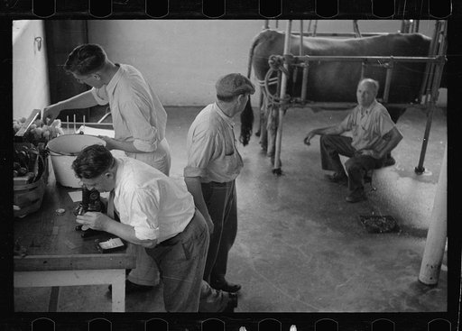 Artificial insemination of a cow, one step, Prince George's County, Maryland