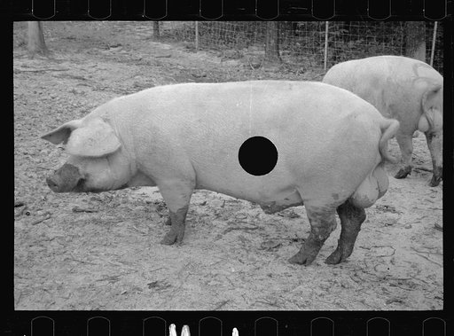 Untitled photo, possibly related to: Mud bath, Prince George's County, Maryland
