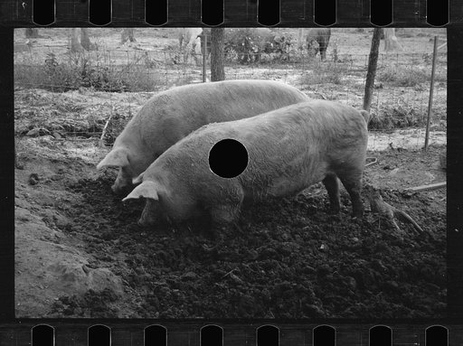 Untitled photo, possibly related to: Mud bath, Prince George's County, Maryland