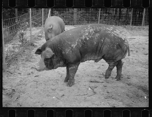 Untitled photo, possibly related to: Mud bath, Prince George's County, Maryland