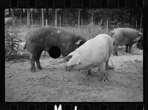 Untitled photo, possibly related to: Mud bath, Prince George's County, Maryland