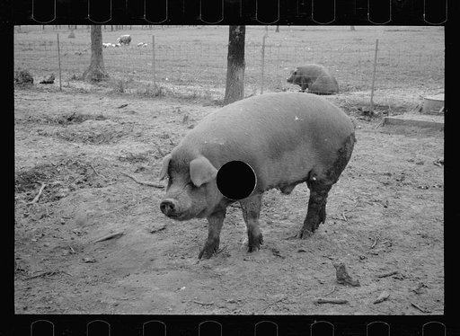 Untitled photo, possibly related to: Mud bath, Prince George's County, Maryland