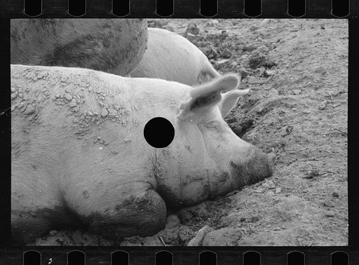 Untitled photo, possibly related to: Mud bath, Prince George's County, Maryland