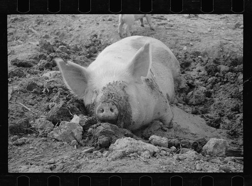Untitled photo, possibly related to: Mud bath, Prince George's County, Maryland
