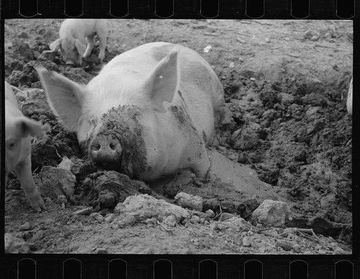 Mud bath, Prince George's County, Maryland