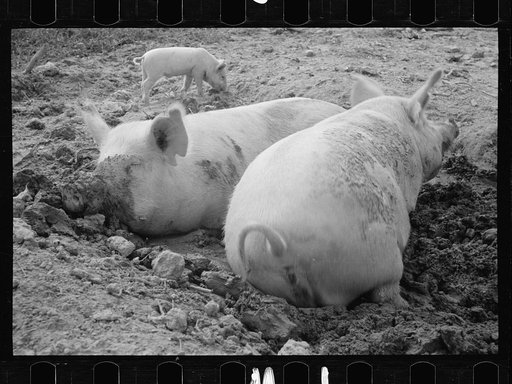 Pig asleep, Prince George's County, Maryland