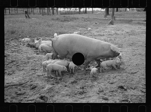 Untitled photo, possibly related to: Sow with her litter, Prince George's County, Maryland