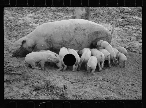 Untitled photo, possibly related to: Sow with her litter, Prince George's County, Maryland