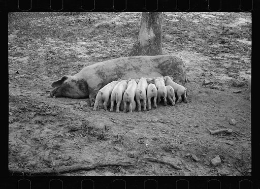 Sow with her litter, Prince George's County, Maryland