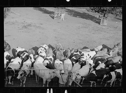 Untitled photo, possibly related to: Cow about to be mated, Prince George's County, Maryland