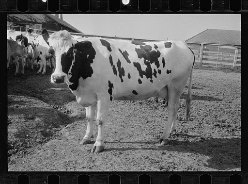 Untitled photo, possibly related to: Cow about to be mated, Prince George's County, Maryland
