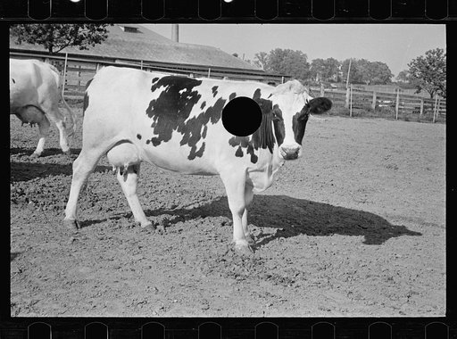 Untitled photo, possibly related to: Cow about to be mated, Prince George's County, Maryland