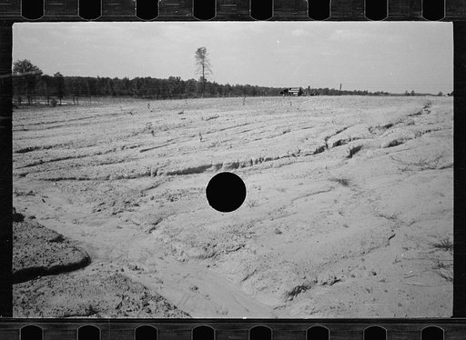 Untitled photo, possibly related to: Saanen goat, Prince George's County, Maryland