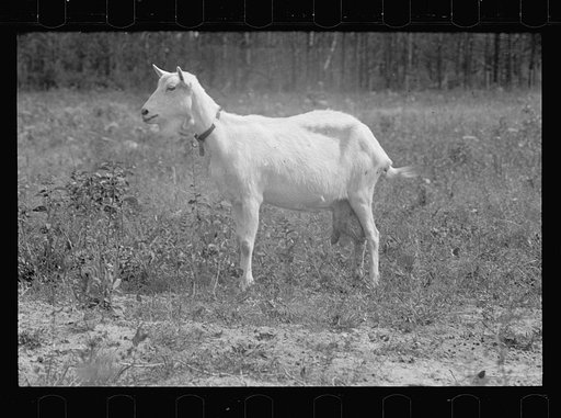 Saanen goat, Prince George's County, Maryland