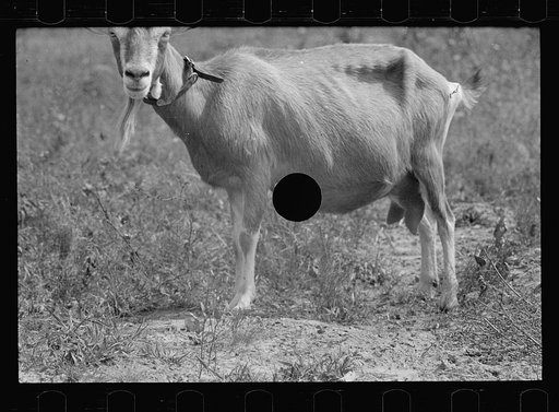 Untitled photo, possibly related to: Saanen goat, Beltsville, Maryland