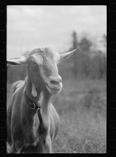 Saanen goat, Beltsville, Maryland