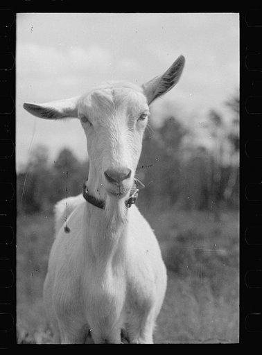 Saanen goat, Prince George's County, Maryland