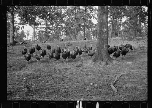 Untitled photo, possibly related to: CCC (Civilian Conservation Corps) boys at work, Beltsville, Maryland