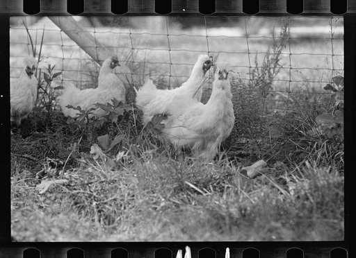 Untitled photo, possibly related to: CCC (Civilian Conservation Corps) boys at work, Prince George's County, Maryland