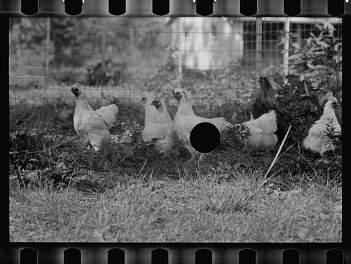 Untitled photo, possibly related to: CCC (Civilian Conservation Corps) boys at work, Prince George's County, Maryland
