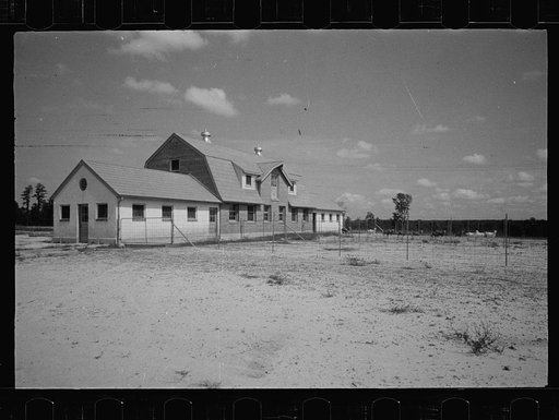 Untitled photo, possibly related to: Saanen goat, Beltsville, Maryland