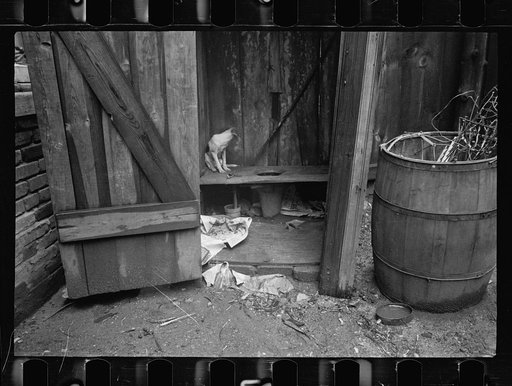 Untitled photo, possibly related to: Typical slum privy. The only available water supply is usually nearby, Washington, D.C.