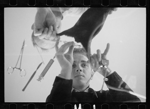 Inoculation of guinea pig. Experimental farm of Department of Agriculture, Prince George's County, Maryland