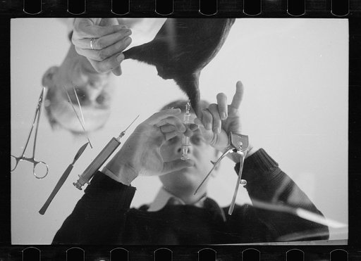 Untitled photo, possibly related to: Inoculation of guinea pig. Experimental farm of Department of Agriculture, Prince George's County, Maryland