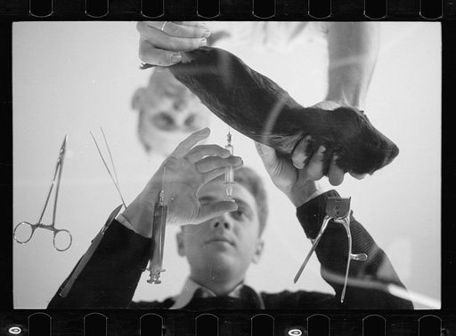 Untitled photo, possibly related to: Inoculation of guinea pig. Experimental farm of Department of Agriculture, Prince George's County, Maryland