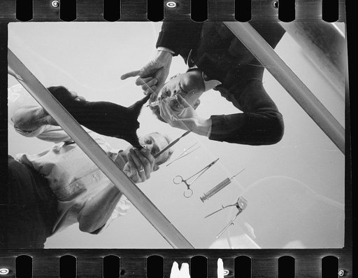 Untitled photo, possibly related to: Inoculation of guinea pig. Experimental farm of Department of Agriculture, Prince George's County, Maryland