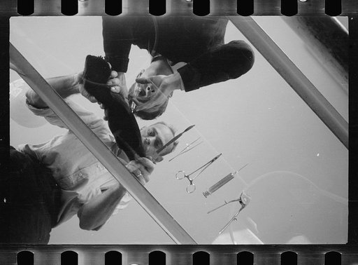 Untitled photo, possibly related to: Inoculation of guinea pig. Experimental farm of Department of Agriculture, Prince George's County, Maryland