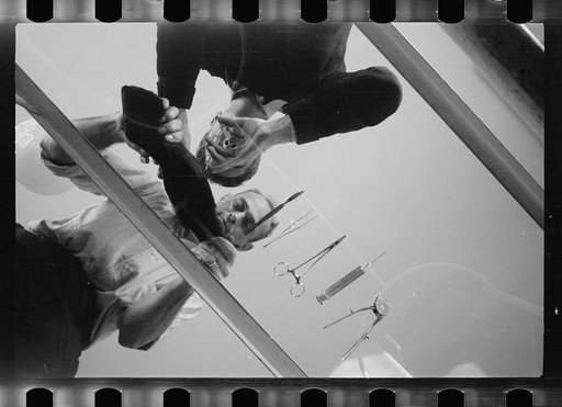 Untitled photo, possibly related to: Inoculation of guinea pig. Experimental farm of Department of Agriculture, Prince George's County, Maryland