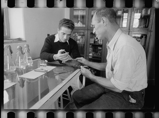 Untitled photo, possibly related to: Innoculating a guinea pig, Prince George's County, Maryland