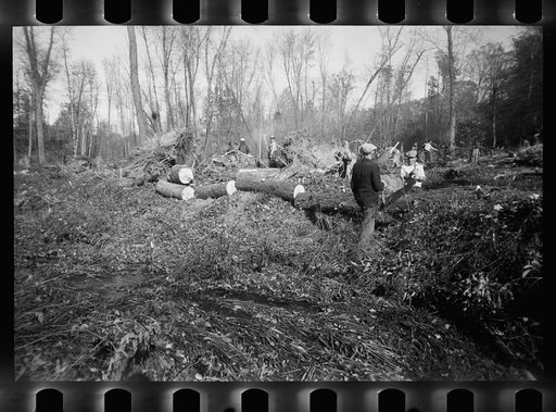Greenbelt, Maryland. Transient workers clearing land for a model community planned by the U.S. Resettlement Administration