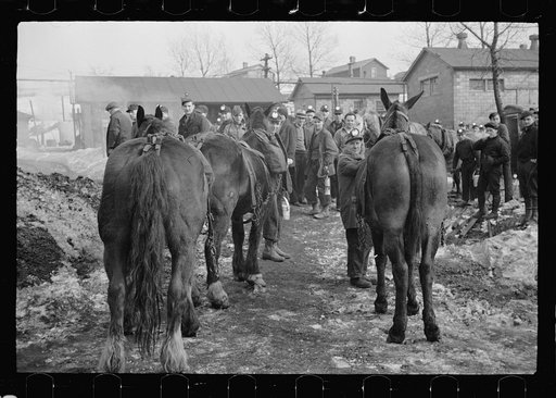 Miners and mules at the American Radiator Mine, Mount Pleasant, Westmoreland County, Pennsylvania