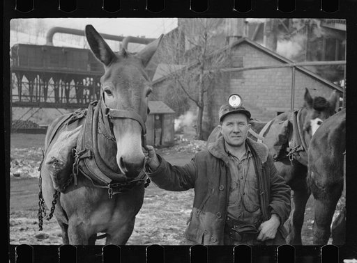 Miner and mule at American Radiator Mine, Mount Pleasant, Westmoreland County, Pennsylvania