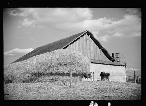Dairy barn and outside haystack, Chattanooga, Tennessee