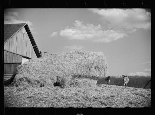 Untitled photo, possibly related to: Dairy barn and outside haystack, Chattanooga, Tennessee