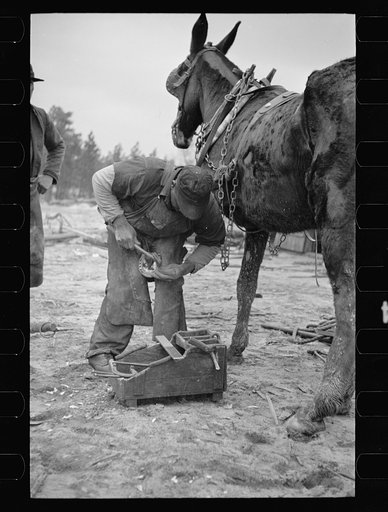 Untitled photo, possibly related to: Replacing shoe in the field, North Carolina
