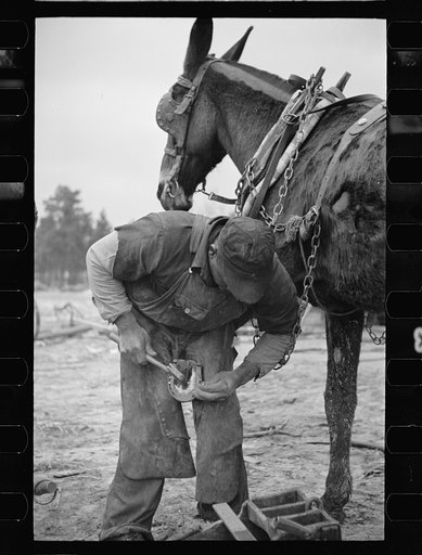 Untitled photo, possibly related to: Replacing shoe in the field, North Carolina