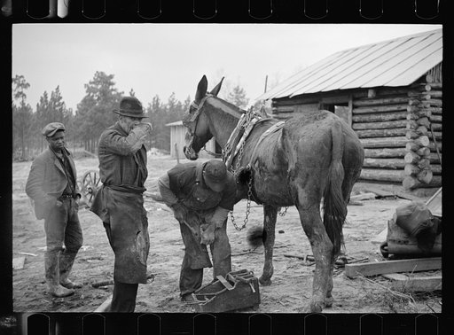 Untitled photo, possibly related to: Replacing shoe in the field, North Carolina