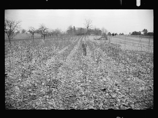 Untitled photo, possibly related to: Cotton field showing rock-strewn soil and character of land at Crabtree Creek Recreational Project near Raleigh, North Carolina