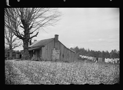 Cotton field showing rock-strewn soil and character of land at Crabtree Creek Recreational Project near Raleigh, North Carolina