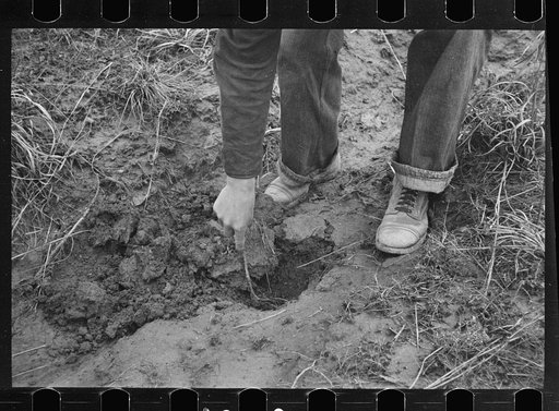 Untitled photo, possibly related to: Planting locust root cutting, Natchez Trace Project, near Lexington, Tennessee