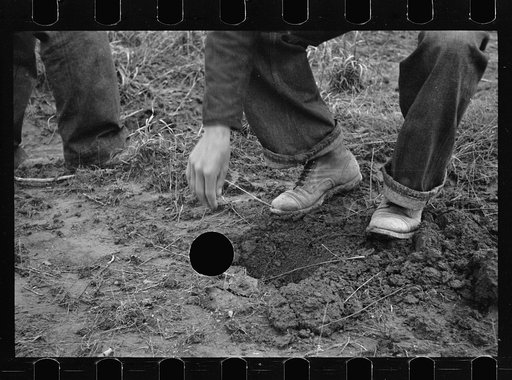 Untitled photo, possibly related to: Planting locust root cutting, Natchez Trace Project, near Lexington, Tennessee